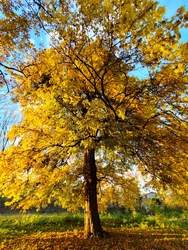 Lónyán járt az ősz