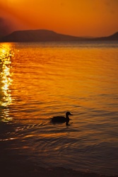 Balaton