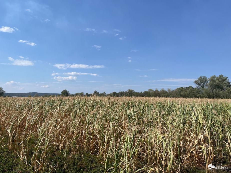 Szirmabesenyő