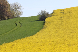 Dunakeszi
