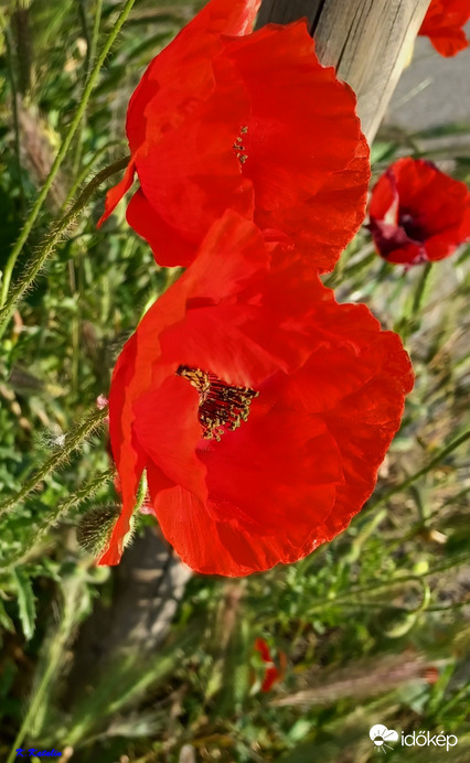 Pipacsok