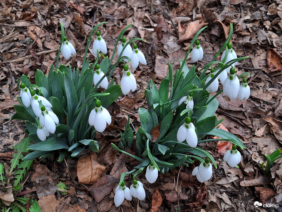 Hóvirág bokrosodik. :)