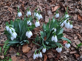 Hóvirág bokrosodik. :)