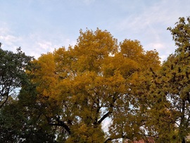 Semmi kétség megérkezett  az ősz. :)