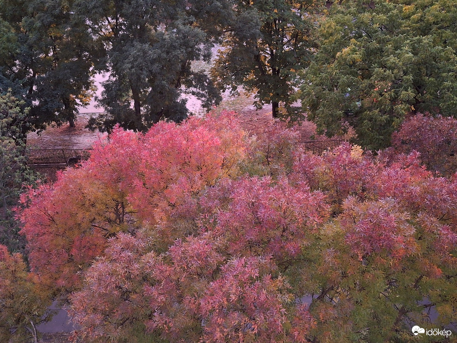 Őszi virágzás. :)