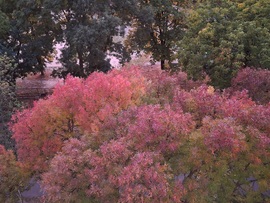 Őszi virágzás. :)