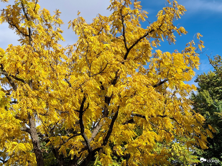 Sárgaságot kapott  a fa.