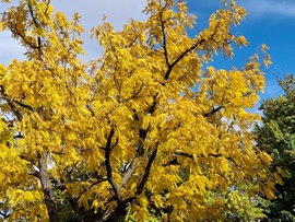 Sárgaságot kapott  a fa.