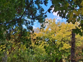 Egy kicsit sütött, egy  kicsit  borúlt, egy kicsit  fújt, a Margitszigeten a az óazi levegő. :)