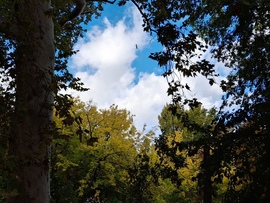 Egy kicsit sütött, egy  kicsit  borúlt, egy kicsit  fújt, a Margitszigeten a az óazi levegő. :)