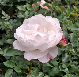 Egy kicsit sütött, egy  kicsit  borúlt, egy kicsit  fújt, a Margitszigeten a az óazi levegő. :)