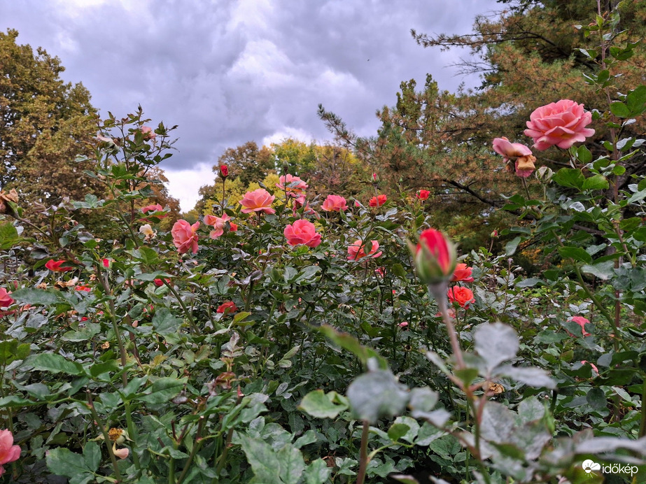 Nyílik még az illatos rózsa. :)