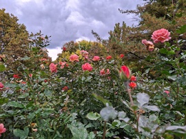 Nyílik még az illatos rózsa. :)