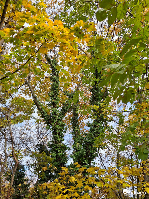 Sárgul a falevél...