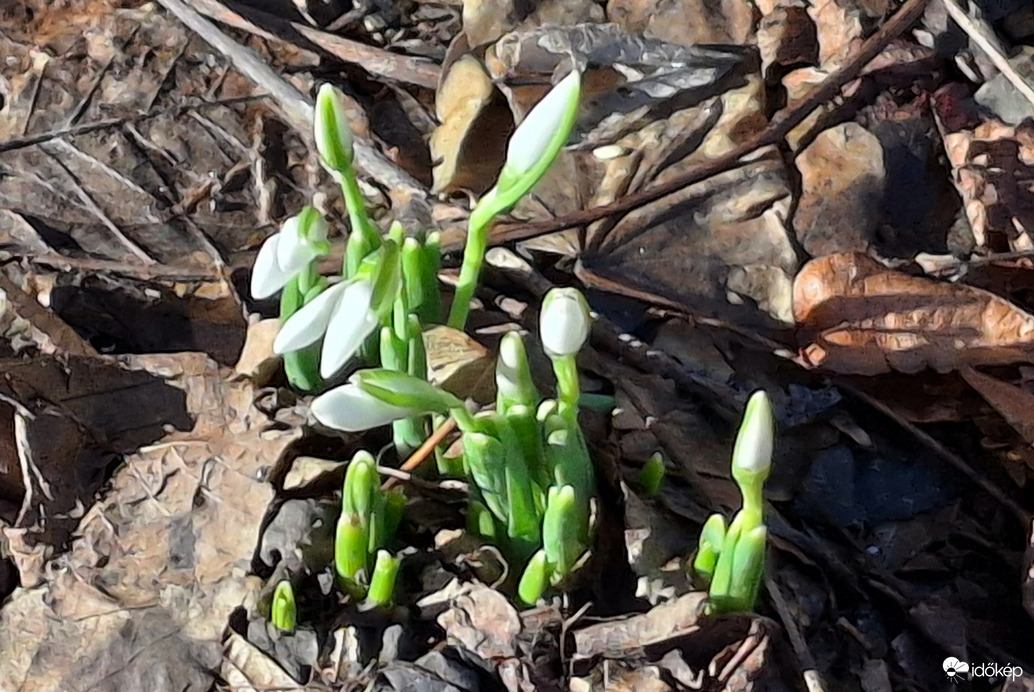 Hóvirág nyílik már, vajon a tavasz is jön már? :)