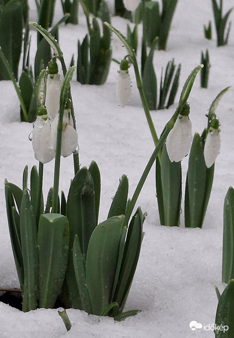 Ázottan, havasan, de nem fagyosan! :) 