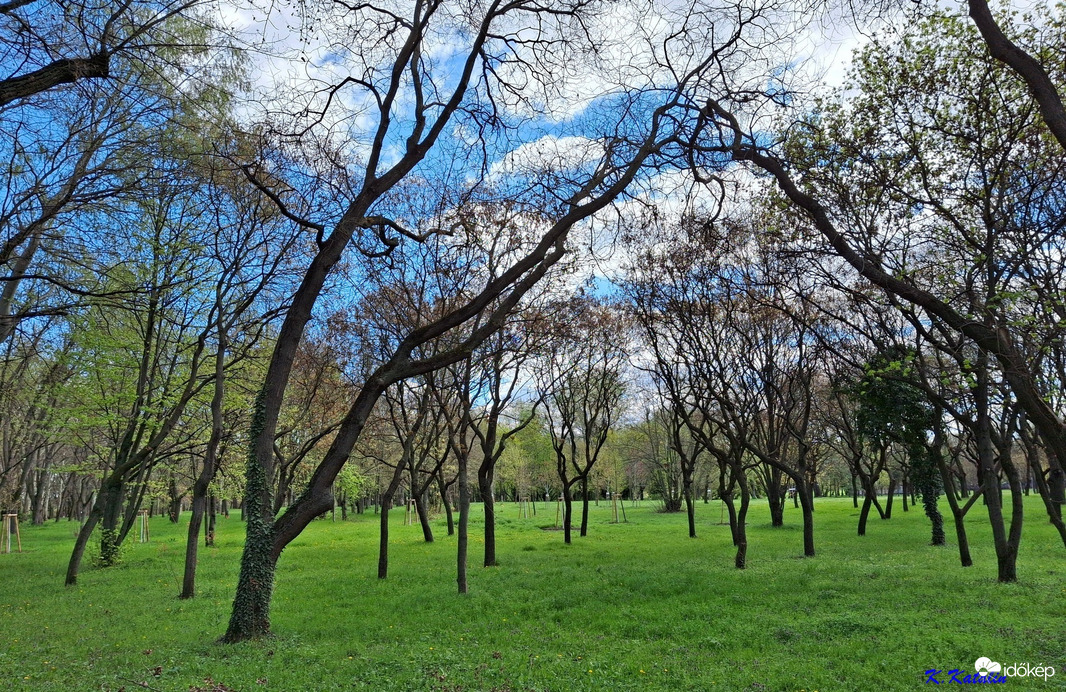 Zöldelő Óbudai sziget