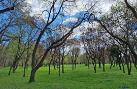 Zöldelő Óbudai sziget