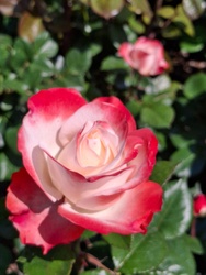 Tavasz a Margitszigeten