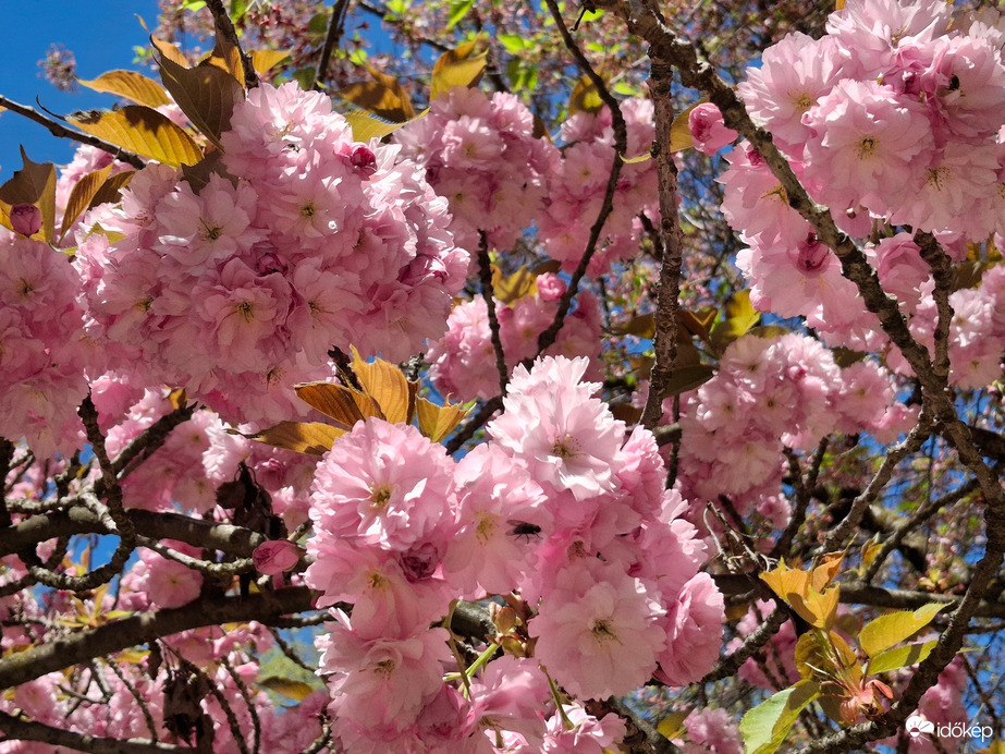 Japán cseresznyefa  virág