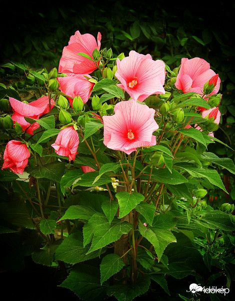 Mocsári hibiszkusz