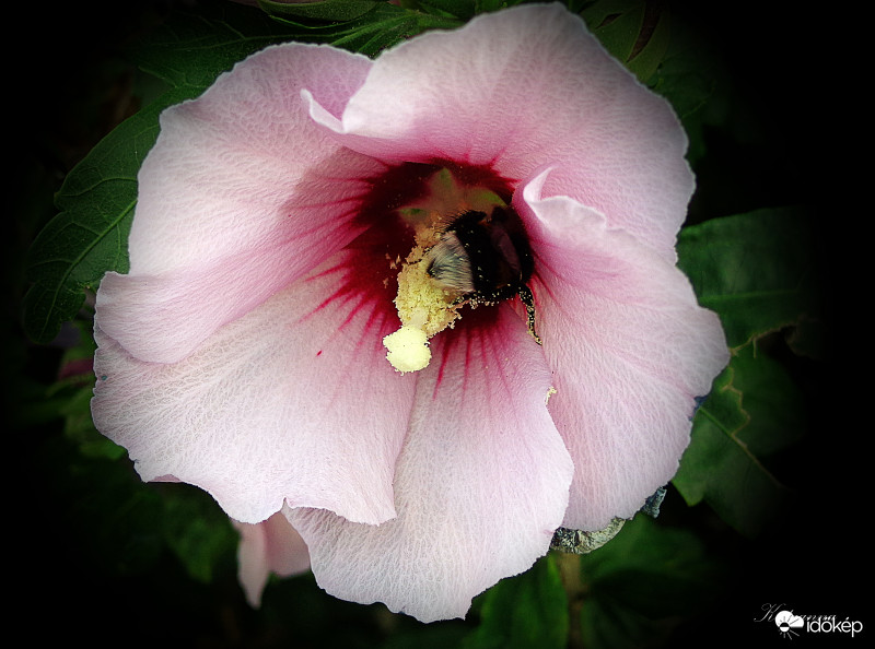 Hibiszkusz