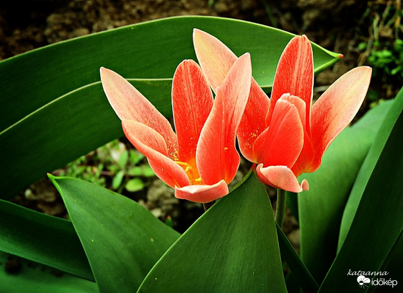 Tulipán