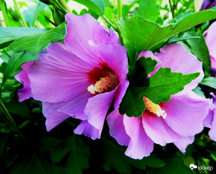 Hibiszkusz