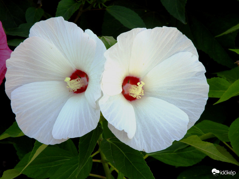 Mocsári hibiszkusz