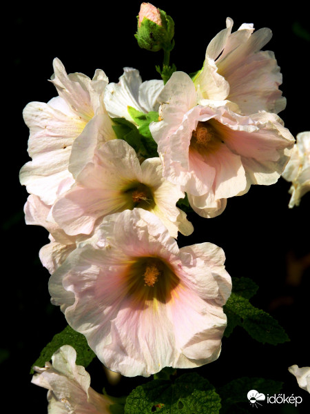 Hibiszkusz