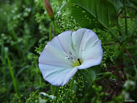 Hangyás