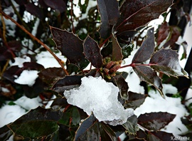 Mahónia a télben