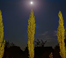 Pusztazámor