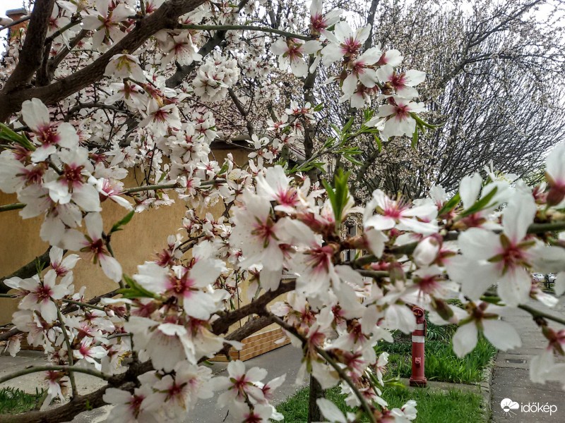 Virágzik a meggy...