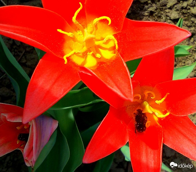 A napsütés hatására