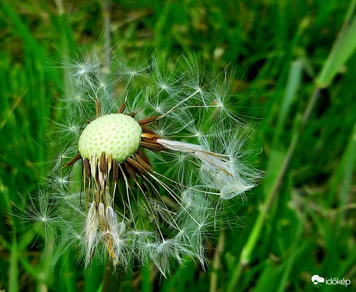 Elfújta a szél....