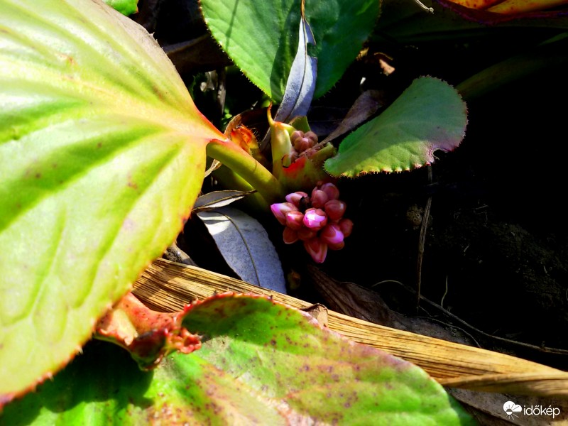  "Tavasz van, gyönyörű tavasz..