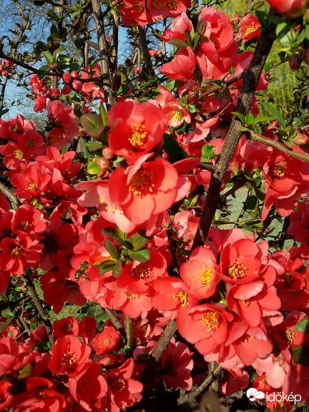 Felvette bíbor ruháját