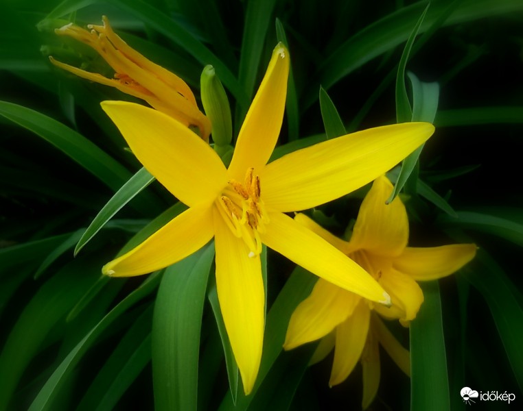 Virágom-virágom...