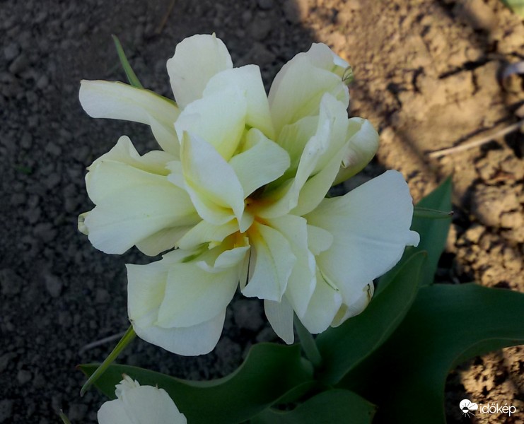 Holnaptól "otthon" érzem magam