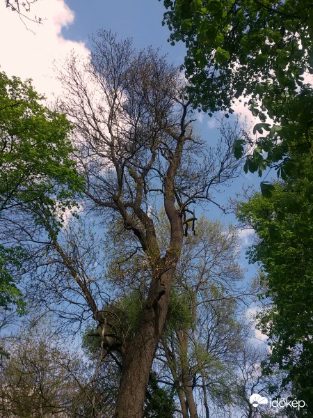 Égig érnek a fák.