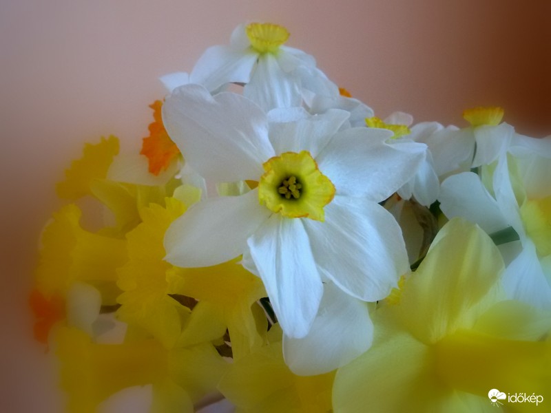 Bemenekített csokor