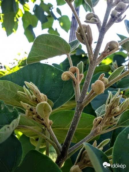 Császárfa virága ősszel