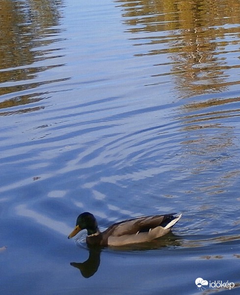 Kis kacsa  fürdik... 