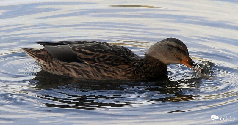 Tavaszi élvezkedés