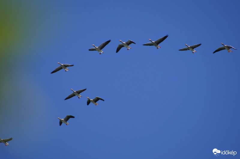 Vadludak Balaton felett