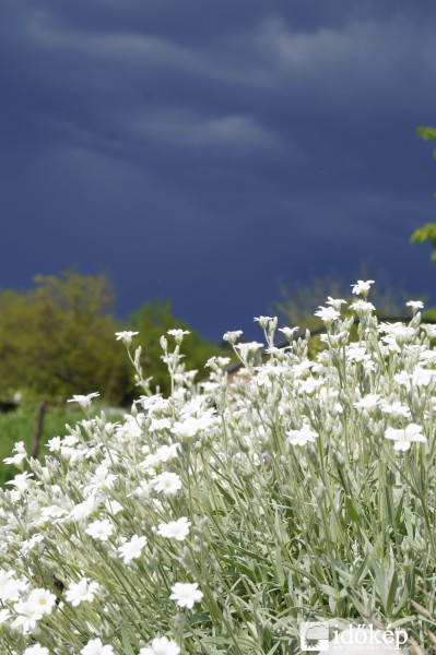 Virágok vihar előtt
