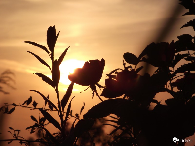 Naplemente rózsával