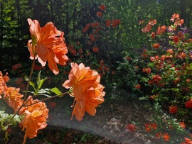 Azáleák virágzása