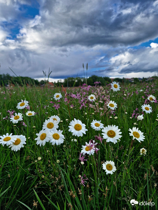 A rét virágai